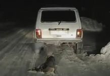﻿Пензенские полицейские проводят проверку по факту издевательства над собакой