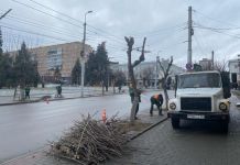В Пензе начался сезон кронирования деревьев