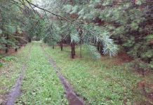 В Бессоновском районе подростка искали ночью в лесу