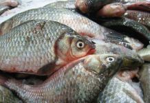 В Пензе забраковали 71 кг рыбной продукции  