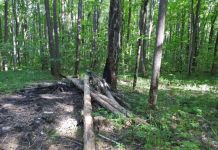 Пензенцам запретили посещать лес