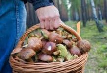 ﻿﻿﻿Пензенцев предупреждают об опасности отравления грибами