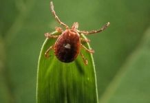 В 2025 году клещи покусали 2453 жителей Пензенской области