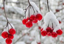 На следующей неделе в Пензе выпадет первый снег