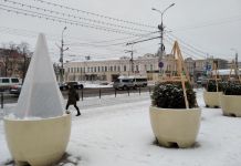 В Пензе растения на площади Ленина готовят к зиме