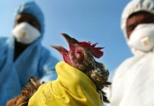 В регионе не зарегистрировано случаев заражения птичьим гриппом среди людей