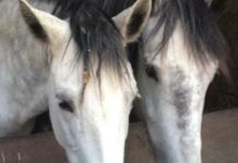 Пензенцев просят помочь спасти лошадей с бойни 