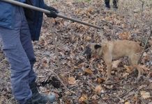 В Пензе собаку спасли из бетонного колодца