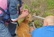 В Спутнике спасли косулю, которая не могла выбраться на берег
