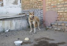 В Пензе гастарбайтер спас собаку из колодца с водой