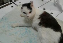 В Заречном кошку расстреляли из пневматического пистолета 