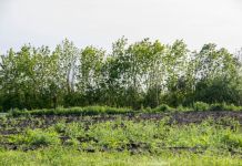 17 жителей Пензы в этом году заразились боррелиозом