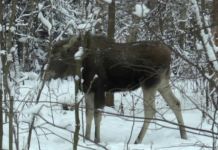 В Пензенской области разыскивают браконьера, застрелившего лося﻿﻿﻿﻿﻿﻿﻿