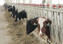 Пенза оказалась в лидерах ПФО по развитию агропромышленного комплекса