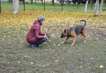 В Пензе открыли площадку для выгула собак