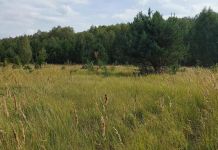 Пожарная опасность в пензенских лесах сохранится до 7 октября