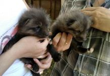 В Пензенском зоопарке родились сразу 17 детенышей