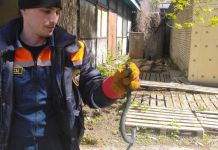 В Пензе поймали ядовитую змею