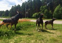 В Заречном главе лосиного семейства сломали рог
