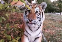 В Пензе на Олимпийской аллее выгуливают тигрицу.ВИДЕО 