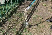 Возле детсада в Терновке отловили экзотическую змею
