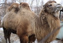 Пензенский зоопарк переходит на весенний режим