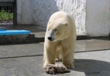 В Пензенском зоопарке в бассейн белого медведя запустили карасей