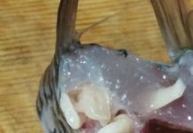 На Сурском море  нашли зараженную рыбу