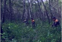 В области лесники нашли заблудившихся грибников