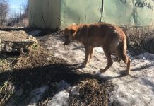  Пензенцы просят помочь больной собаке с щенятами