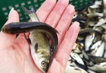 В 2025 году в Сурское водохранилище выпустили 429 тысяч толстолобиков