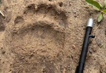 В Никольском районе обнаружили следы медведя