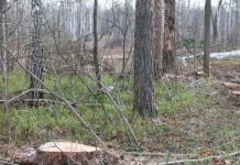 В Пензе вырубили деревьев более чем на 1 миллион рублей