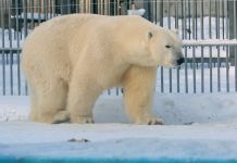 В зоопарке Пензы закрыли на ремонт вольер белого медведя