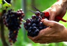В Пензе хотят провести День винограда