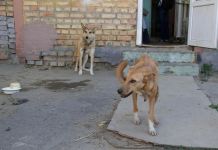 Пензенцы просят защитить детей от нападения бродячих собак