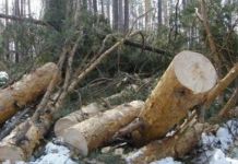 В Лунинском лесничестве дерево насмерть придавило мужчину