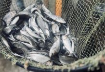 В Сурское водохранилище выпустили 85 тысяч мальков толстолобика