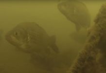 Пензенец снял подводный мир Суры 