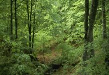 В Ахунах нашли труп молодой девушки