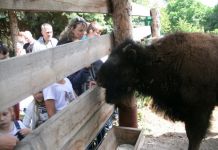 Пензенский бизон получил имя Татанка