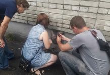 Волонтеры Заречного нашли целое кладбище животных 