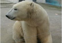 1 января дети смогут посетить зоопарк бесплатно