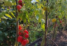 Подсчитали сколько овощей выращивают пензенцы на своих грядках