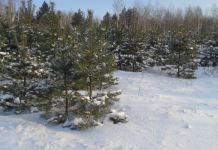 В области усилят охрану лесных елочек
