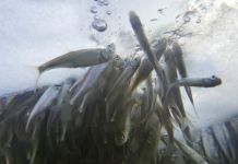 В Заречном в водоемах спасают рыбу от гибели