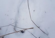 В области обнаружен труп пропавшего без вести мужчины