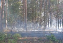 Ущерб от лесных пожаров в Пензе составил 1 миллион рублей