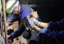 В Пензе спасли котят, оказавшихся в воздуховоде