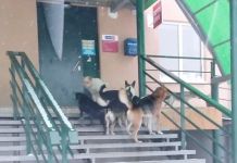 В Мучурино стая бродячих собак не пускала пензенцев в магазин
